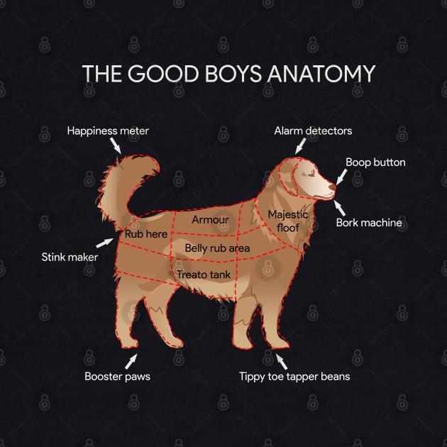 The good boys anatomy by Forjate